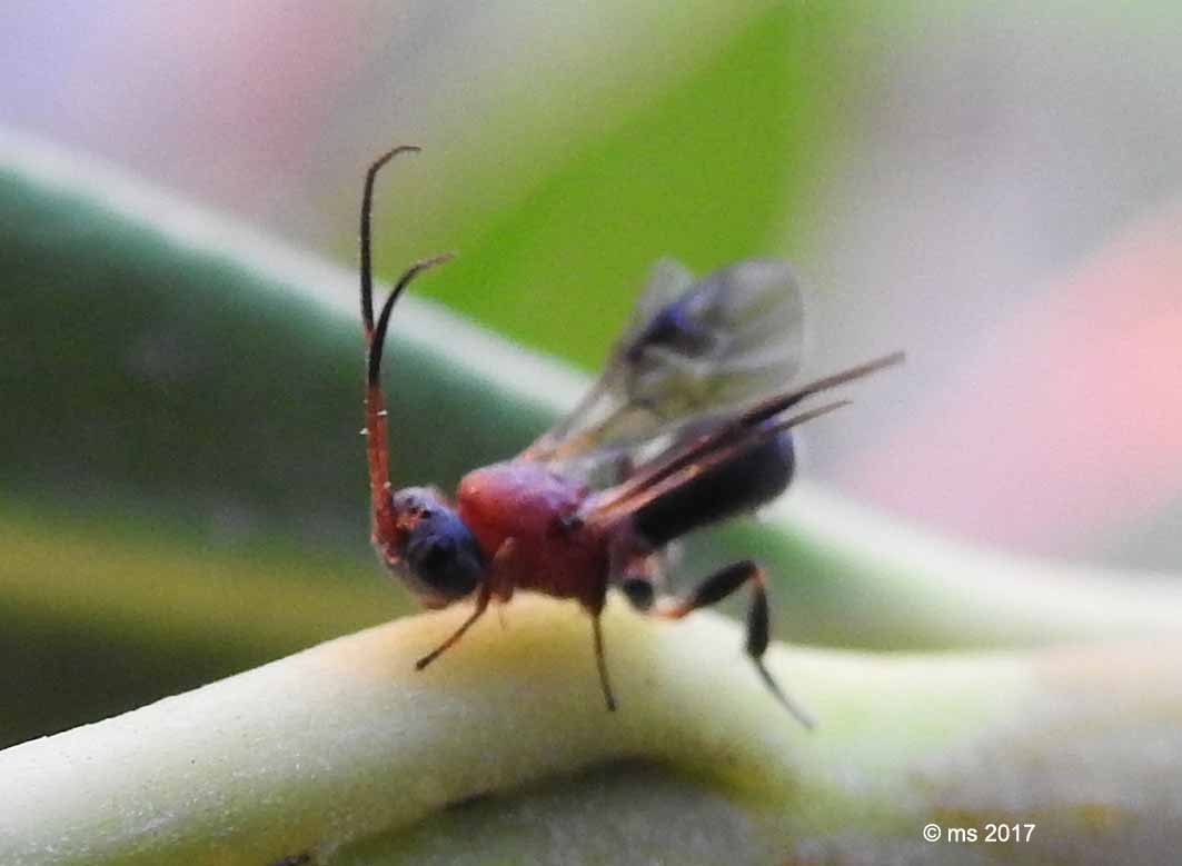 Braconidae Cheloninae